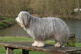 BEARDED COLLIE 281